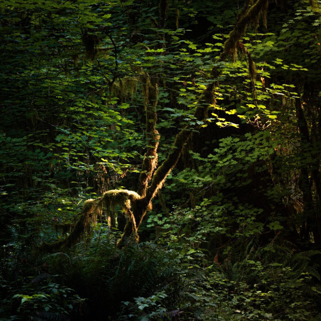Amazon Rainforest, South America: The Worlds Largest Tropical Rainforest. Amazon Rainforest, South America: The Worlds Largest Tropical Rainforest.