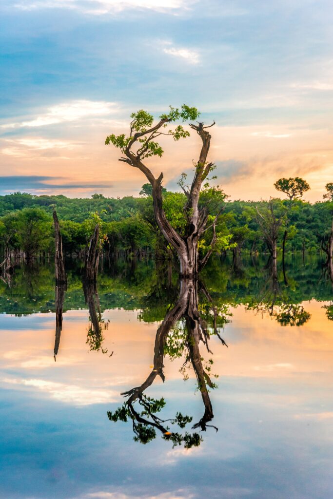 Amazon Rainforest, South America: The World's Largest Tropical Rainforest. 1 amzonrainforrest 1