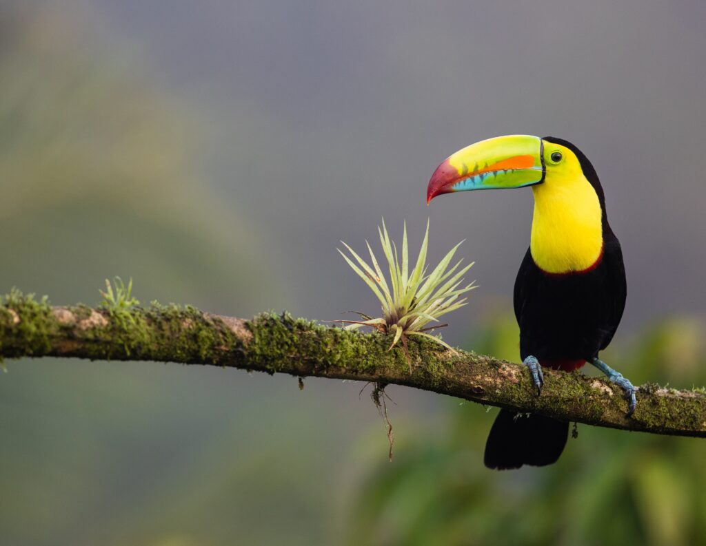 Rainforest Getaways in Costa Rica
Beauty of Costa Rican rainforests