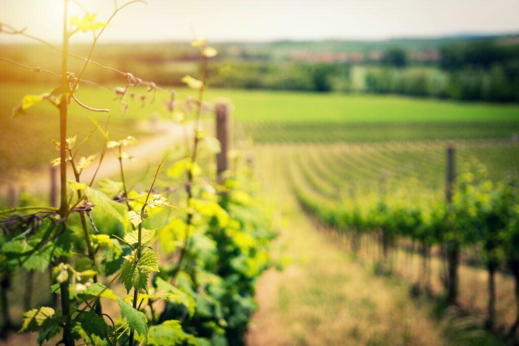 Yarra Valley, Australia: Offers Cool-climate Wines And Gourmet Experiences. 4 Yarra Valley, Australia: Offers Cool-climate Wines And Gourmet Experiences.