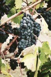 Yarra Valley, Australia: Offers Cool-climate Wines And Gourmet Experiences. 2 yarra valley australia 2